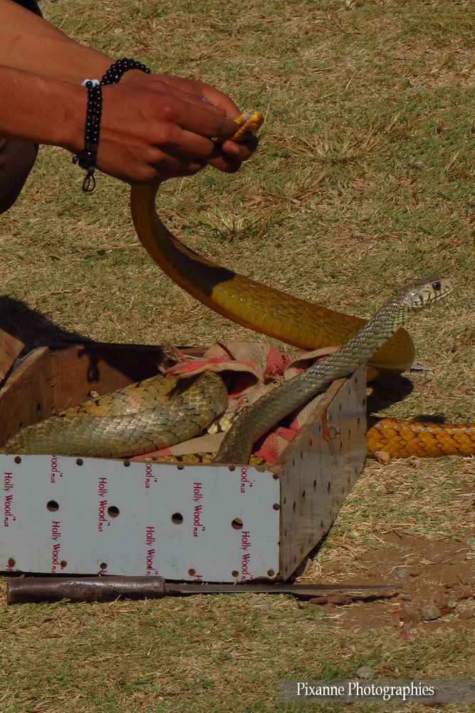 Asie, Inde du Sud, Karnataka, Hassan, Hampi, serpent, Serpent ratier Indien, Ptyas mucosa, Souvenirs de Voyages, Pixanne Photographies