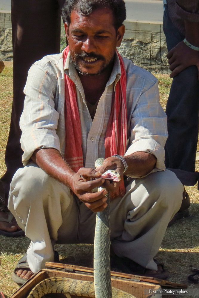 Asie, Inde du Sud, Karnataka, Hassan, Hampi, serpent, Serpent ratier Indien, Ptyas mucosa, Souvenirs de Voyages, Pixanne Photographies