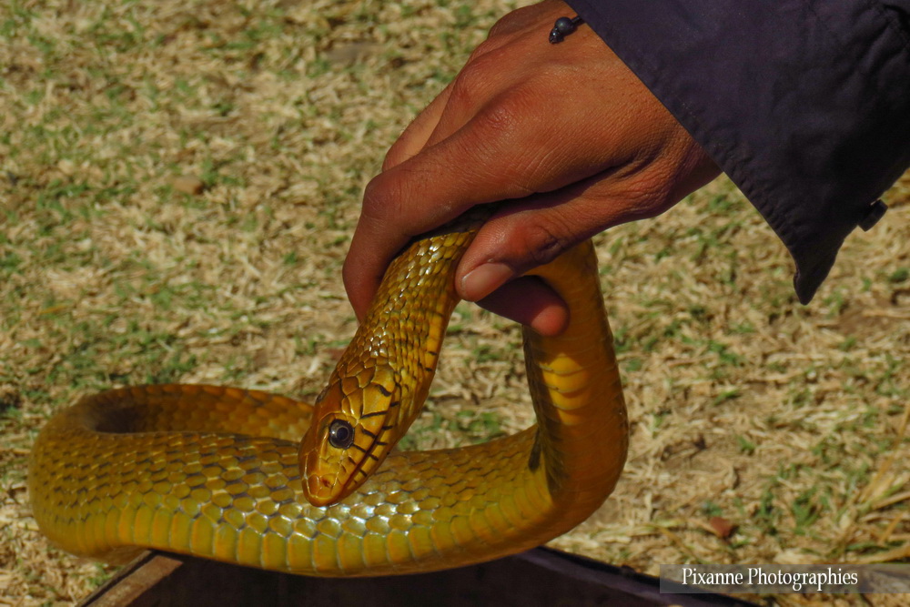 Asie, Inde du Sud, Karnataka, Hassan, Hampi, serpent, Serpent ratier Indien, Ptyas mucosa, Souvenirs de Voyages, Pixanne Photographies