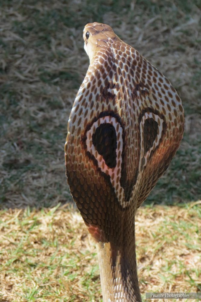 Asie, Inde du Sud, Karnataka, Hassan, Hampi, serpent, Cobra à lunettes, Naja Kaouthia, Souvenirs de Voyages, Pixanne Photographies