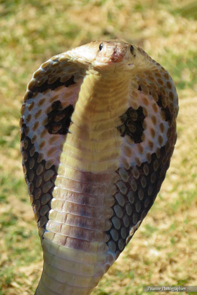 Asie, Inde du Sud, Karnataka, Hassan, Hampi, serpent, Cobra à lunettes, Naja Kaouthia, Souvenirs de Voyages, Pixanne Photographies