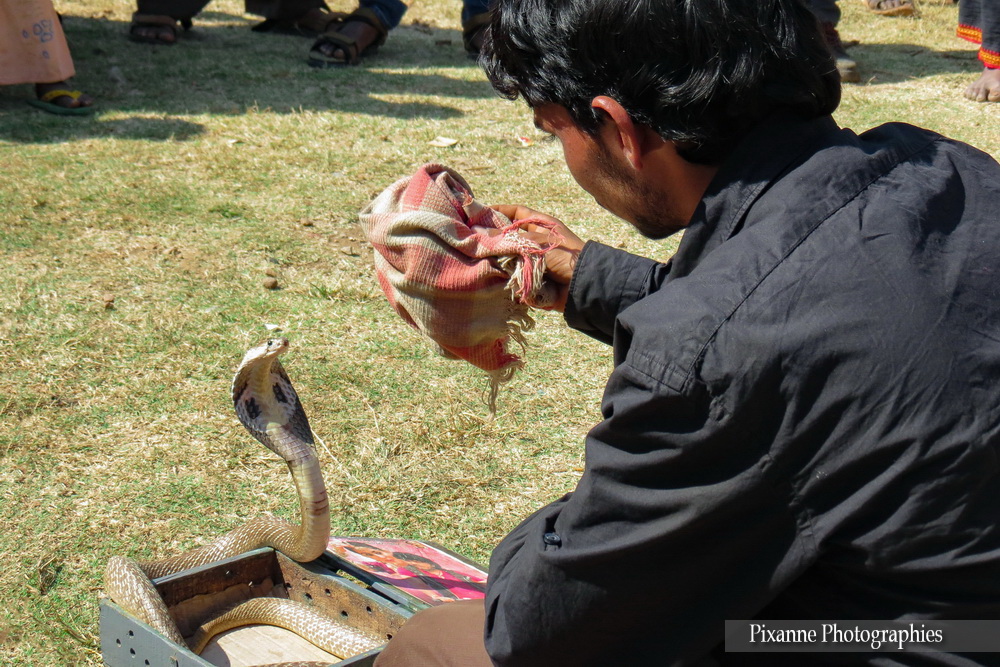 Asie, Inde du Sud, Karnataka, Hassan, Hampi, serpent, Cobra à lunettes, Naja Kaouthia, Souvenirs de Voyages, Pixanne Photographies
