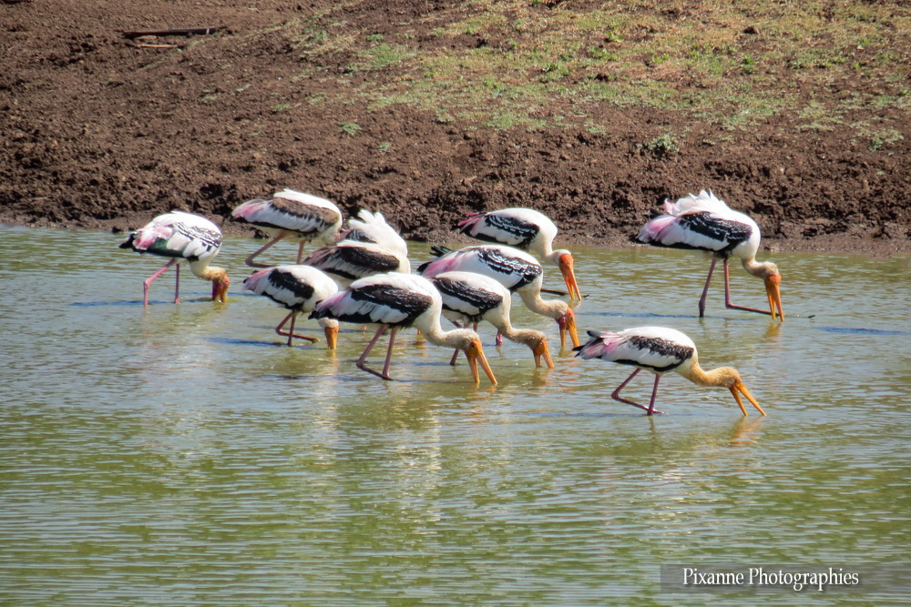 Asie, Inde du Sud, Karnataka, Hassan, Hampi, Cigogne peinte, Tantale, Souvenirs de Voyages, Pixanne Photographies