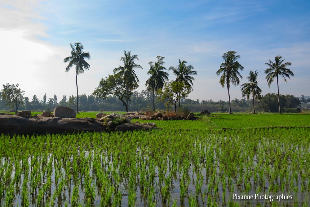 Asie, Inde du Sud, karnataka, Hampi, Rizière, Souvenirs de Voyages, Pixanne Photographies