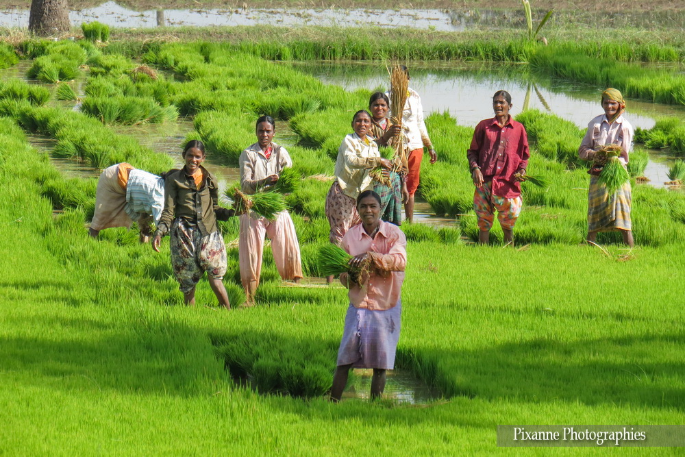 Asie, Inde du Sud, karnataka, Hampi, Rizière, Souvenirs de Voyages, Pixanne Photographies