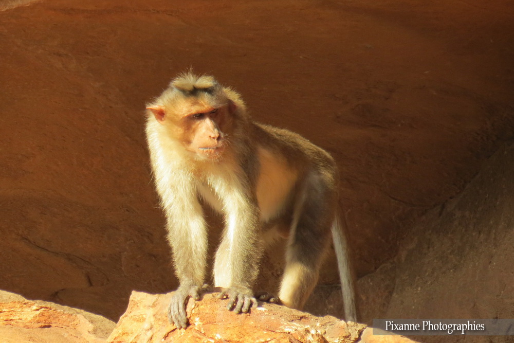 Asie, Inde du Sud, karnataka, Badami, Badami Cave Tempels, Singe, Rafiki, Souvenirs de Voyages, Pixanne Photographies
