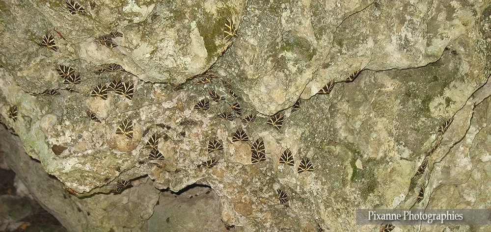 Europe, Grèce, Dodécanèse, Rhodes, Vallée des Papillons, Callimorpha, Euplagia Quadripunctaria, Souvenirs de Voyages, Pixanne Photographies
