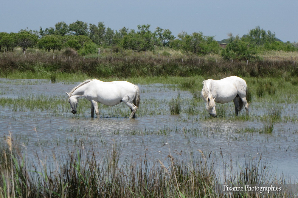 Occitanie-Gard-Camargue_812