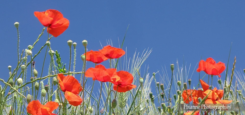 Europe, France, Occitanie, Hérault, Saint Guilhem le Désert, Coquelicots, Souvenirs de Voyages, Pixanne Photographies
