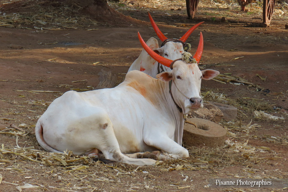 asie, inde, inde du sud, badami, pongal, buffle, vache indienne, souvenirs de voyages, pixanne photographies