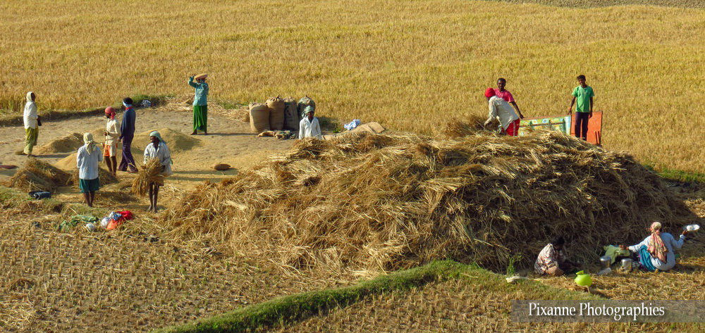 asie, inde, inde du sud, hassan, champs, paysans, souvenirs de voyages, pixanne photographies