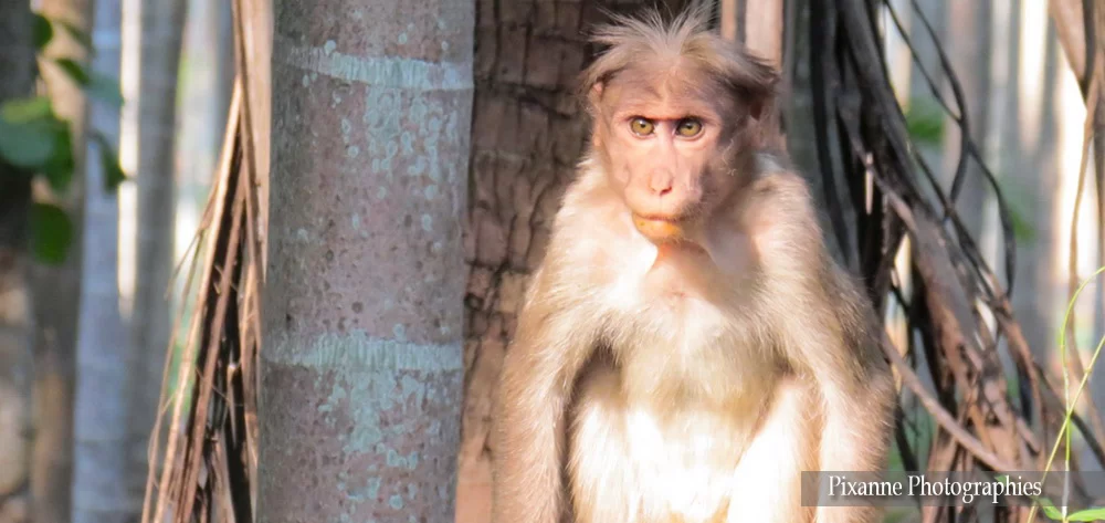 asie, inde, inde du sud, kallar, coonoor, macaque, souvenirs de voyages, pixanne photographies