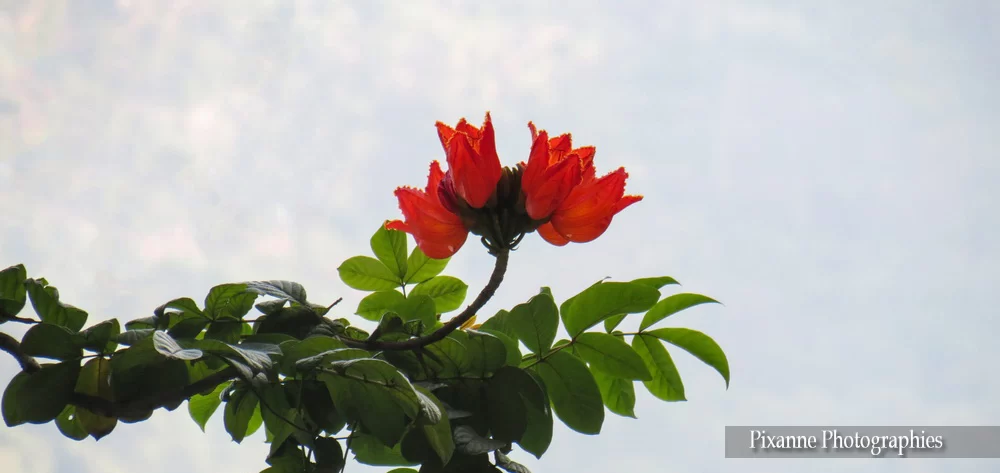 asie, inde, inde du sud, kallar, coonoor, tulipier du gabon, souvenirs de voyages, pixanne photographies