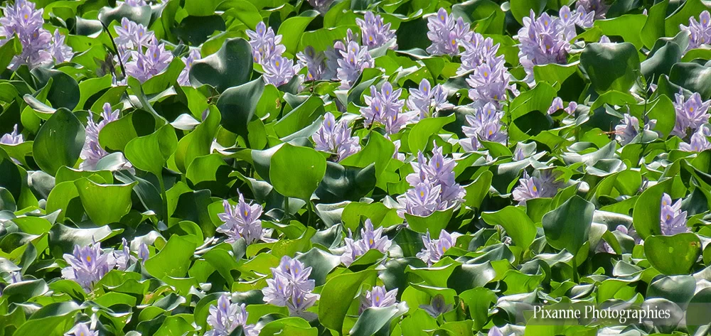 asie, inde, inde du sud, kumarakom, lac vembanad, jacinthe d eau, souvenirs de voyages, pixanne photographies