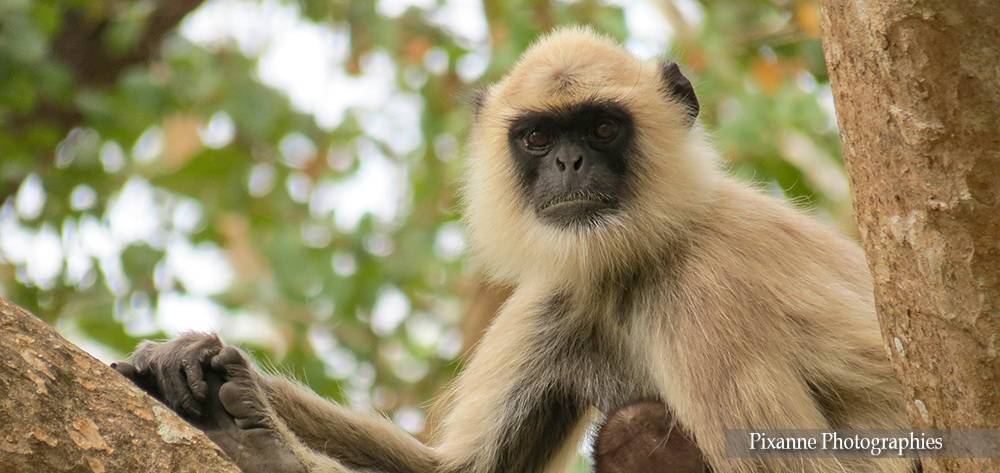 asie, inde, inde du sud, ooty, mudumalai national park, singe, angur, entelle Hanuman, souvenirs de voyages, pixanne photogrpahies