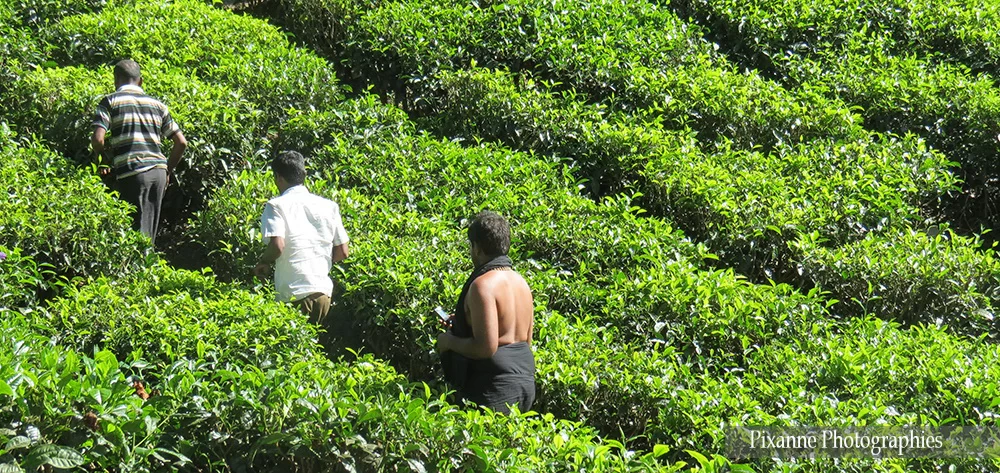 asie, inde, inde du sud, peermade, culture du thé, souvenirs de voyages, pixanne photographies
