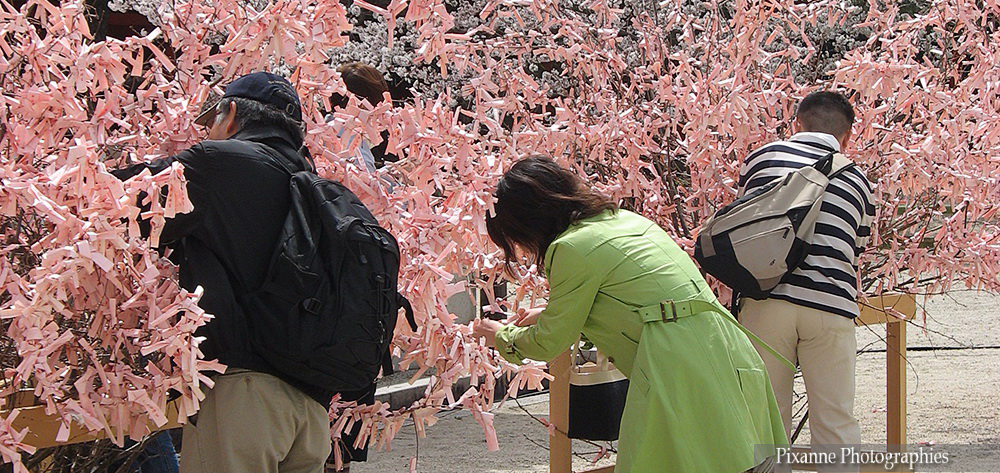 asie, japon, kyoto, heian shrine, arbre a voeux, souvenirs de voyages, pixanne photographies