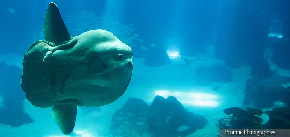 europe, portugal, lisbonne, oceanarium, aquarium, poisson lune, souvenirs de voyages, pixanne photographies