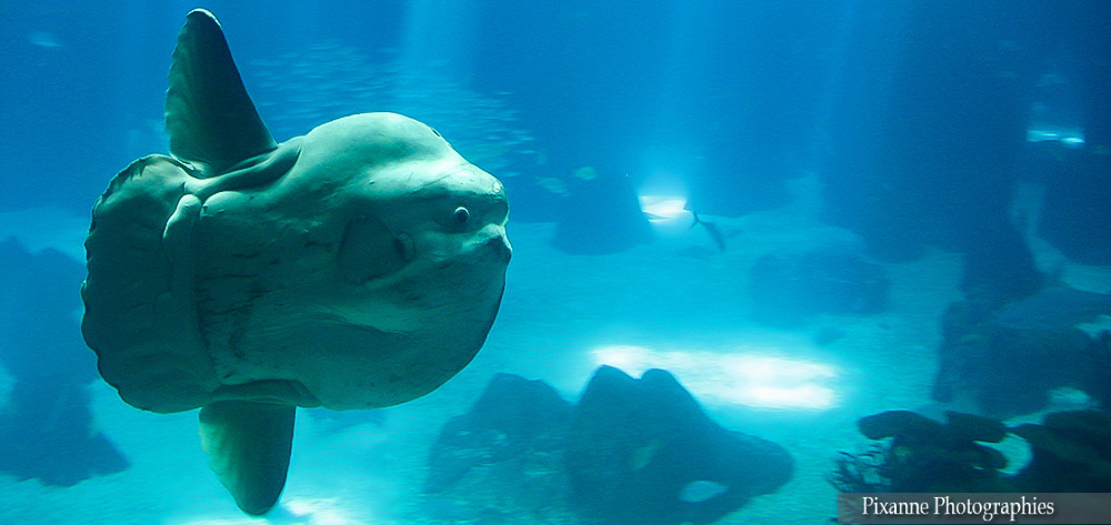 europe, portugal, lisbonne, oceanarium, aquarium, poisson lune, souvenirs de voyages, pixanne photographies