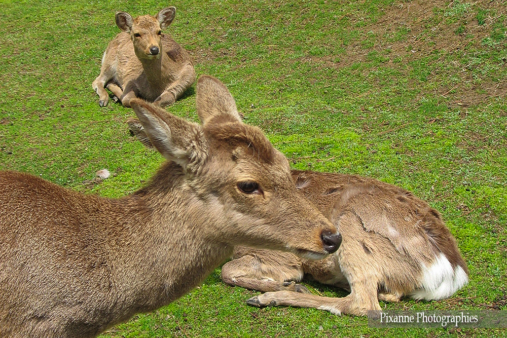 Asie, Japon, Nara, Daim, Cerf, Sika, Souvenirs de Voyages, Pixanne Photographies