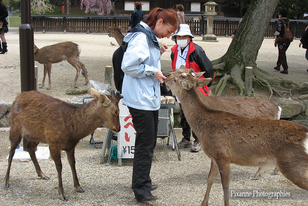 Asie, Japon, Nara, Daim, Cerf, Sika, Souvenirs de Voyages, Pixanne Photographies
