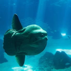 Europe, Portugal, Lisbonne, Parc des Nations, Oceanarium, Aquarium, Souvenirs de voyages, Pixanne Photographies