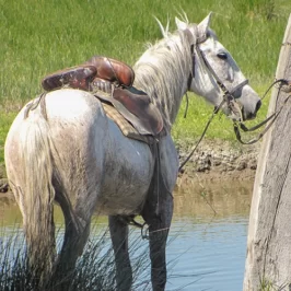 Europe, France, Camargue, Occitanie, Saint Laurent d'Aigouze, Tour Carbonnière, Cheval Camarguais, Souvenirs de Voyages, Pixanne Photographies