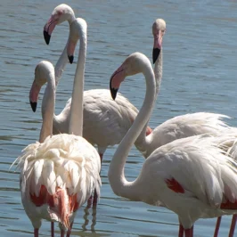 Europe, France, Occitanie, Gard, Camargue, Parc Ornithologique du Pont de Gau, Flamands Roses, Souvenirs de Voyages, Pixanne Photographies