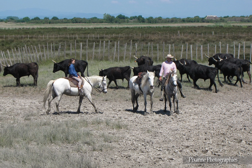 Europe, France, Occitanie, Gard, Camargue, Aigues Mortes, Mas de la Comtesse, Souvenirs de Voyages, Pixanne Photographies