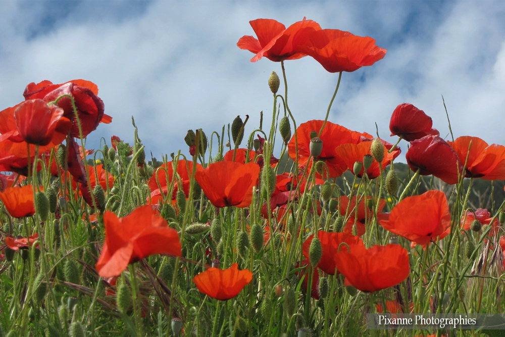 Europe, France, Occitanie, Gard, Grau du Roi, Camargue, Coquelicots, Souvenirs de Voyages, Pixanne Photographies