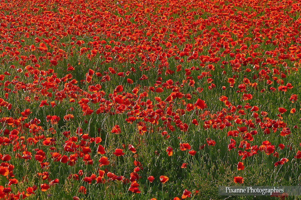 Europe, France, Occitanie, Gard, Grau du Roi, Camargue, Coquelicots