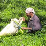 asie, inde, inde du sud, coonoor, swamy&swamy plantations, thé, souvernis de voyages, pixanne photographies