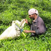asie, inde, inde du sud, coonoor, swamy&swamy plantations, thé, souvernis de voyages, pixanne photographies