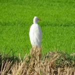 asie, inde, inde du sud, hampi, pique boeuf, souvenirs de voyages, pixanne photographies