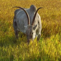 asie, inde, inde du sud, hassan, khillari, vache indienne, souvenirs de voyages, pixanne photographies
