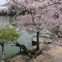Asie, Japon, Arashiyama, Osawa No Ike, Souvenirs de Voyages, Pixanne Photographies