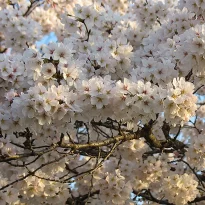 Asie, Japon, Kyoto, Chemin de la Philosophie, Hanami, Souvenirs de voyages, Pixanne Photographies