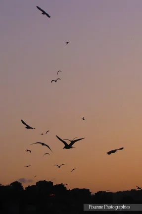 Asie, Europe, Turquie, Istanbul, Bosphore, Galata, Coucher de Soleil, Mouettes, Souvenirs de Voyages, Pixanne Photographies