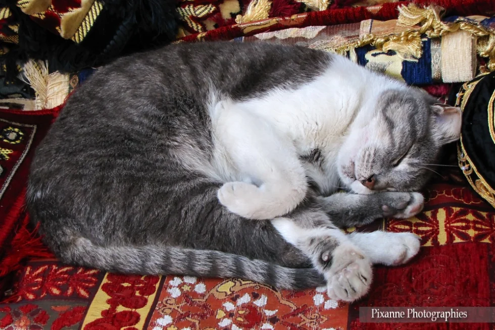 Asie, Europe, Turquie, Istanbul, Grand Bazar, Kapali Carsi, Chat, Souvenirs de Voyages, Pixanne Photographies
