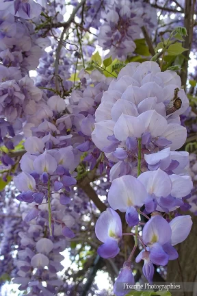 Europe, Grèce, Attique, Athènes, Jardin National, Glycine, Souvenirs de Voyages, Pixanne Photographies