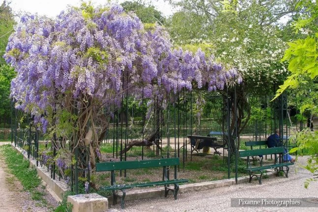 Europe, Grèce, Attique, Athènes, Jardin National, Glycine, Souvenirs de Voyages, Pixanne Photographies