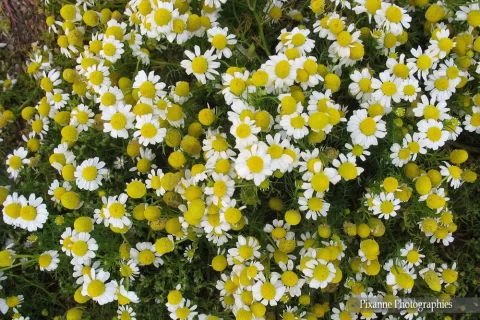 Europe, Grèce, Attique, Athènes, OIympiéion, Camomille, Souvenirs de Voyages, Pixanne Photographies