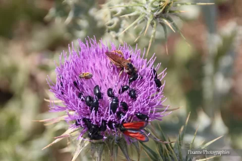 Europe, Grèce, Attique, Iles Saroniques, Salamina, Salamine, Insectes, Souvenirs de Voyages, Pixanne Photographies