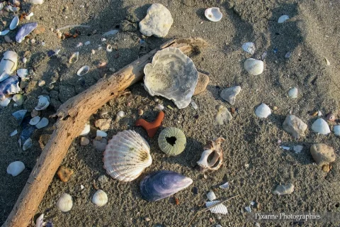 Europe, Grèce, Attique, Ile Saronique, Salamina, Salamine, Coquillages, Souvenirs de Voyages, Pixanne Photographies