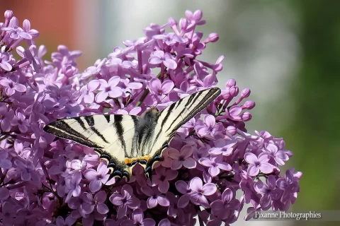 Europe, Grèce, Attique, Iles Saroniques, Salamina, Salamine, Lilas, Machaon, Souvenirs de Voyages, Pixanne Photographies