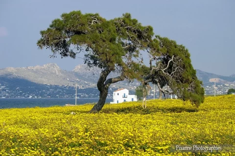 Europe, Grèce, Attique, Iles Saroniques, Salamina, Souvenirs de Voyages, Pixanne Photographies