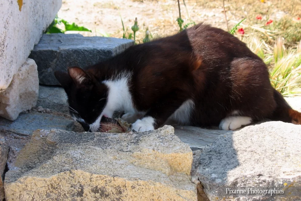 Europe, Grèce, Cyclades, Delos, Chat, Souvenirs de Voyages, Pixanne Photographies