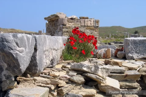 Europe, Grèce, Cyclades, Délos, Coquelicots, Souvenirs de Voyages, Pixanne Photographies