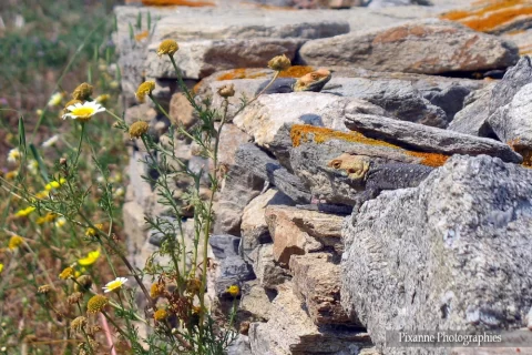 Europe, Grèce, Cyclades, Delos, Lezard à Tête Jaune, Souvenirs de Voyages, Pixanne Photographies