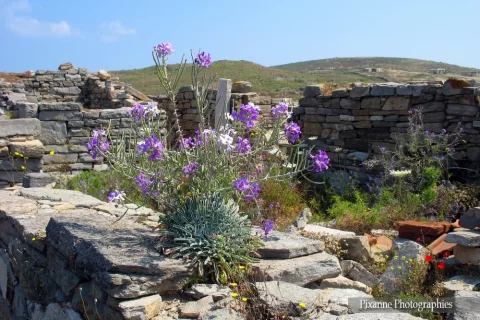 Europe, Grèce, Cyclades, Délos, Souvenirs de Voyages, Pixanne Photographies